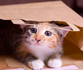 猫可以吃面包吗？