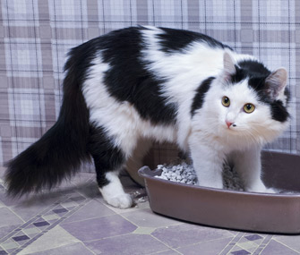 美化猫砂盆区域的9种方法