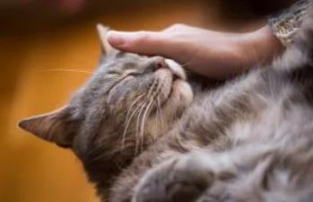 8个最通人性的猫咪品种