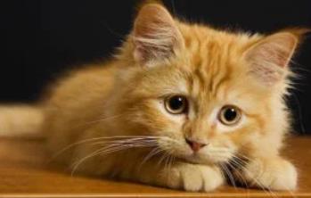 8个小巧的猫咪品种