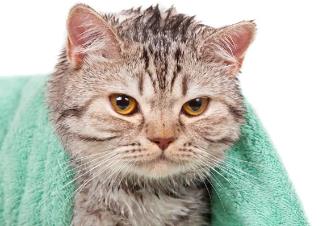 8个喜欢水的猫咪品种