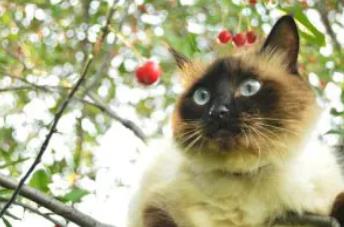 10个稀有猫咪品种介绍