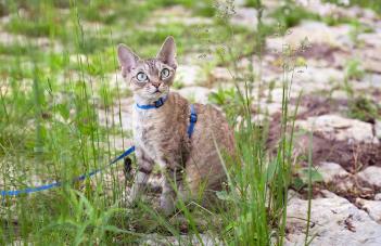 10个热爱运动的猫咪品种