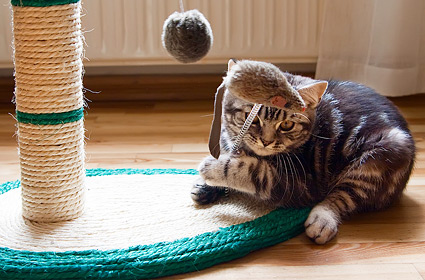 10个适合儿童的猫咪品种