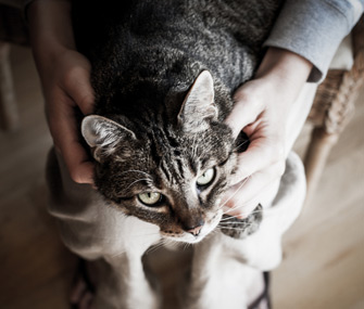 11种奇怪的猫咪行为