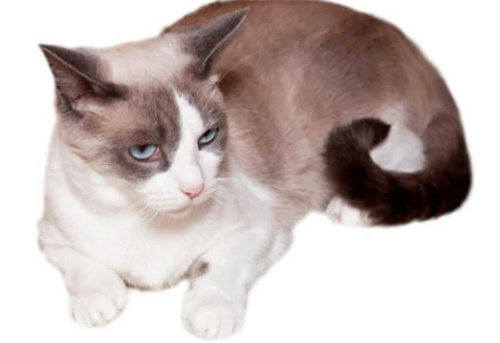 雪鞋猫是什么品种？