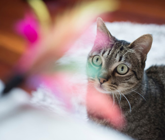 小猫很兴奋是什么原因？