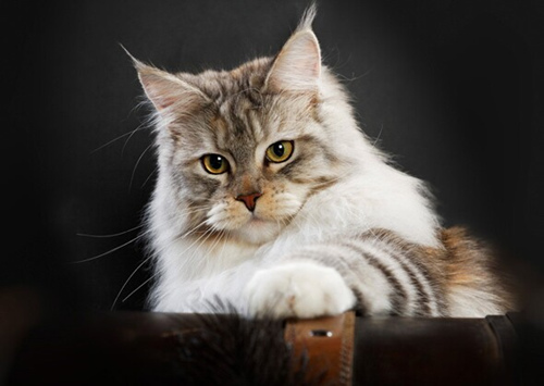 缅因猫是什么品种？
