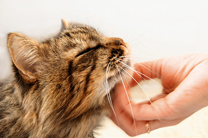 猫口腔有问题的10个表现