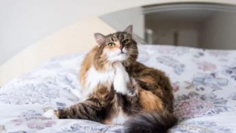 猫咪一直抓自己是为什么？