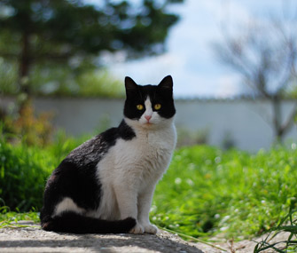 一只年轻的猫在发情时会发生什么变化