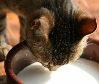 猫食物过敏怎么办？