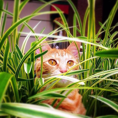 猫为什么吃家里的植物？