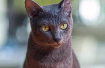 黑猫比其他猫活得更长吗？