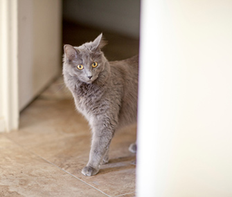 怎么了解小猫的性格特点