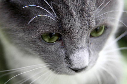 猫打喷嚏并喷出粘液