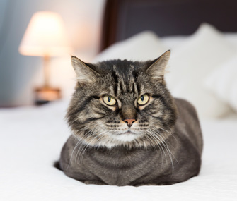 我的猫在吃完饭后呕吐怎么办