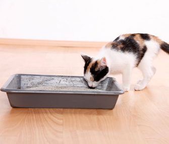 猫在猫砂盆外撒尿且有粉红色的分泌物是怎么回事