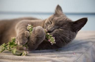 猫喜欢新鲜猫薄荷吗？