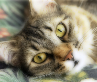 猫是如何繁殖的