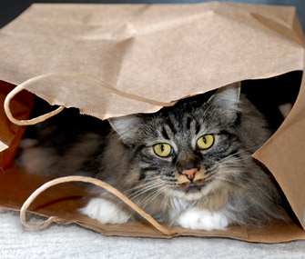 在家里找到我的猫的最佳方法是什么？