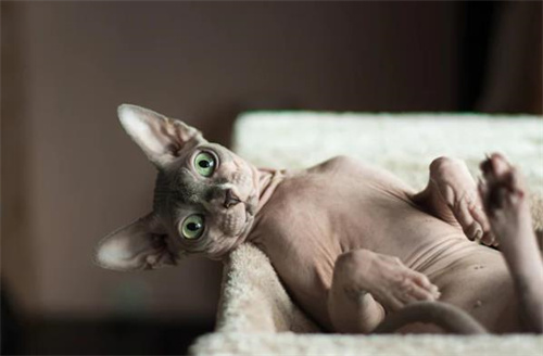 为什么我的小猫体重下降？