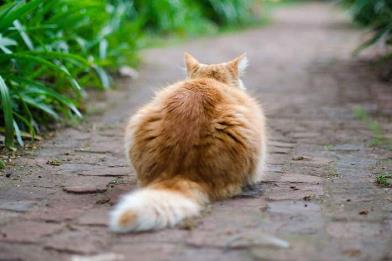 我该怎么处理猫尾巴上的这个肿块？