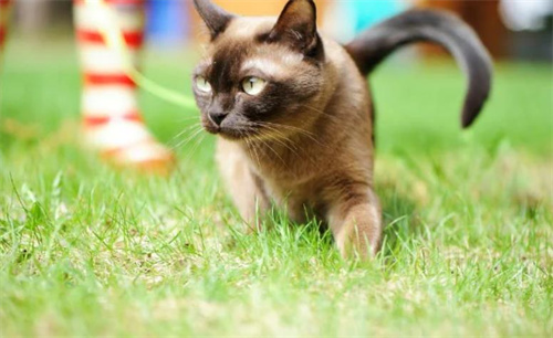 猫咪肝脏指标高是什么原因