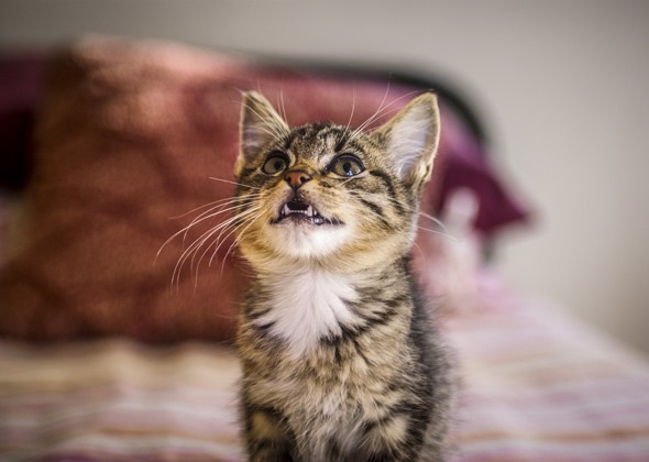 怎样阻止你的猫在晚上喵喵叫