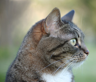 猫讨厌什么气味？