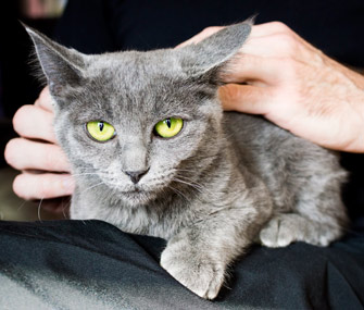 如何阻止猫在晚上戳你