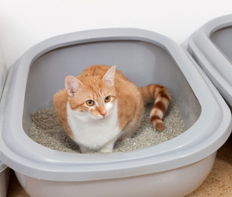 如何知道小猫何时需要小便