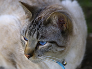 猫为什么喜欢碰鼻子