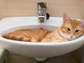 猫为什么喜欢睡在水盆里面？