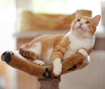 猫怎么表达爱意