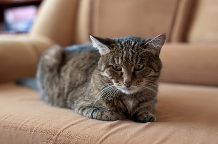 猫焦虑的症状表现有哪些？