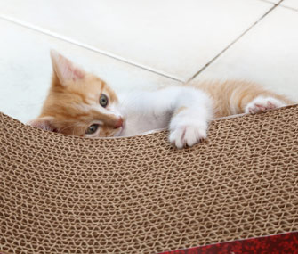 猫为什么喜欢抓挠？