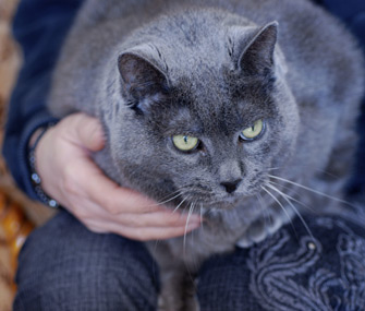 猫如何选择自己喜欢的人？