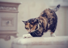 猫为什么老是伸懒腰