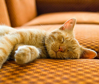 猫想与您建立联系的迹象