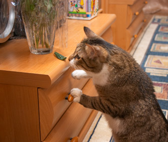 猫为什么喜欢爬到高处？