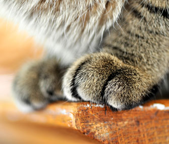 为什么我的猫在我睡觉的时候打我？