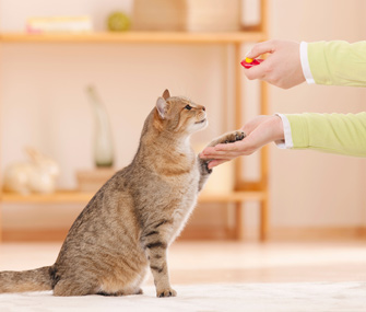 为什么我的猫会把玩具带进猫砂盆？