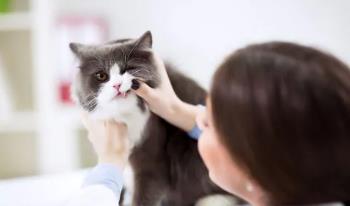 猫为什么喜欢吃肥皂