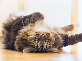 猫把肚皮对着你说明什么