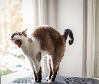 猫弓背是什么意思？