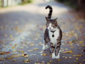 猫为什么会喷尿