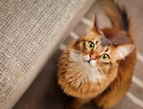 猫对着空气闻来闻去是什么意思？