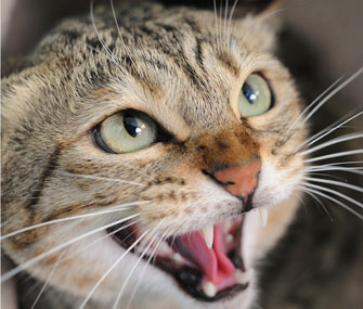 猫半夜叫醒你为什么