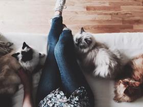 猫咪为什么喜欢我的鞋子